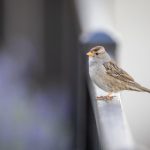 深入解析乐虎平台的安全性与用户保障 7llvb2r1