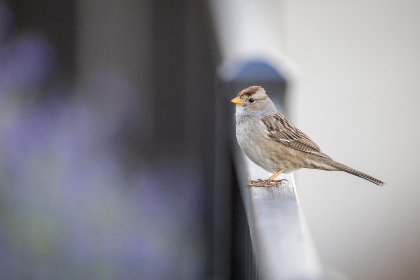 深入解析乐虎平台的安全性与用户保障