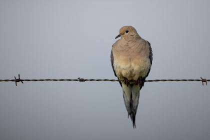 深入解析OTC体育平台的优势与发展趋势