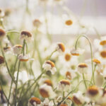 KT与SKT巅峰对决3月5日直播,强强对话引爆电竞圈 ja9cuwsa