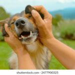 K神最新直播平台推荐,哪里可以高清观看? kbwgula