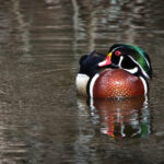 LCK季后赛巅峰对决文字直播全程高能激战一触即发 pk3edoc5nk